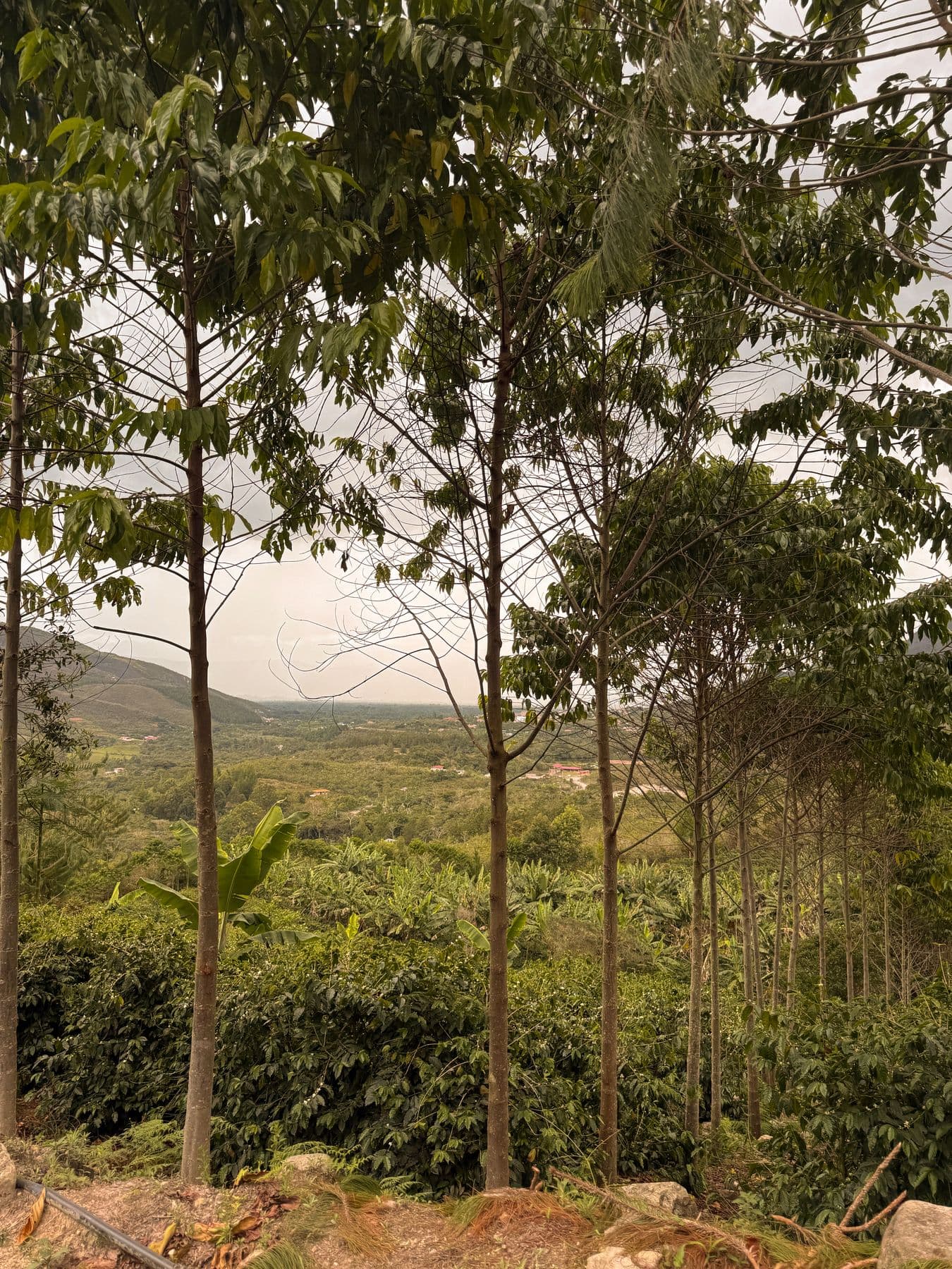 Árboles de sombra sobre el cafetal