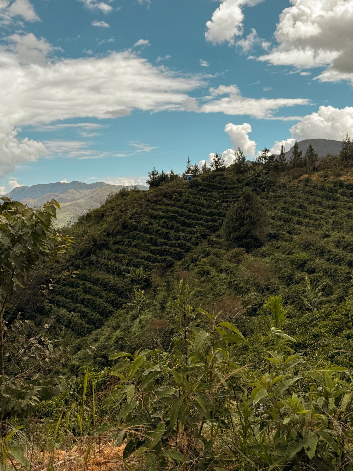 Cafetales en las montañas de Amazonas