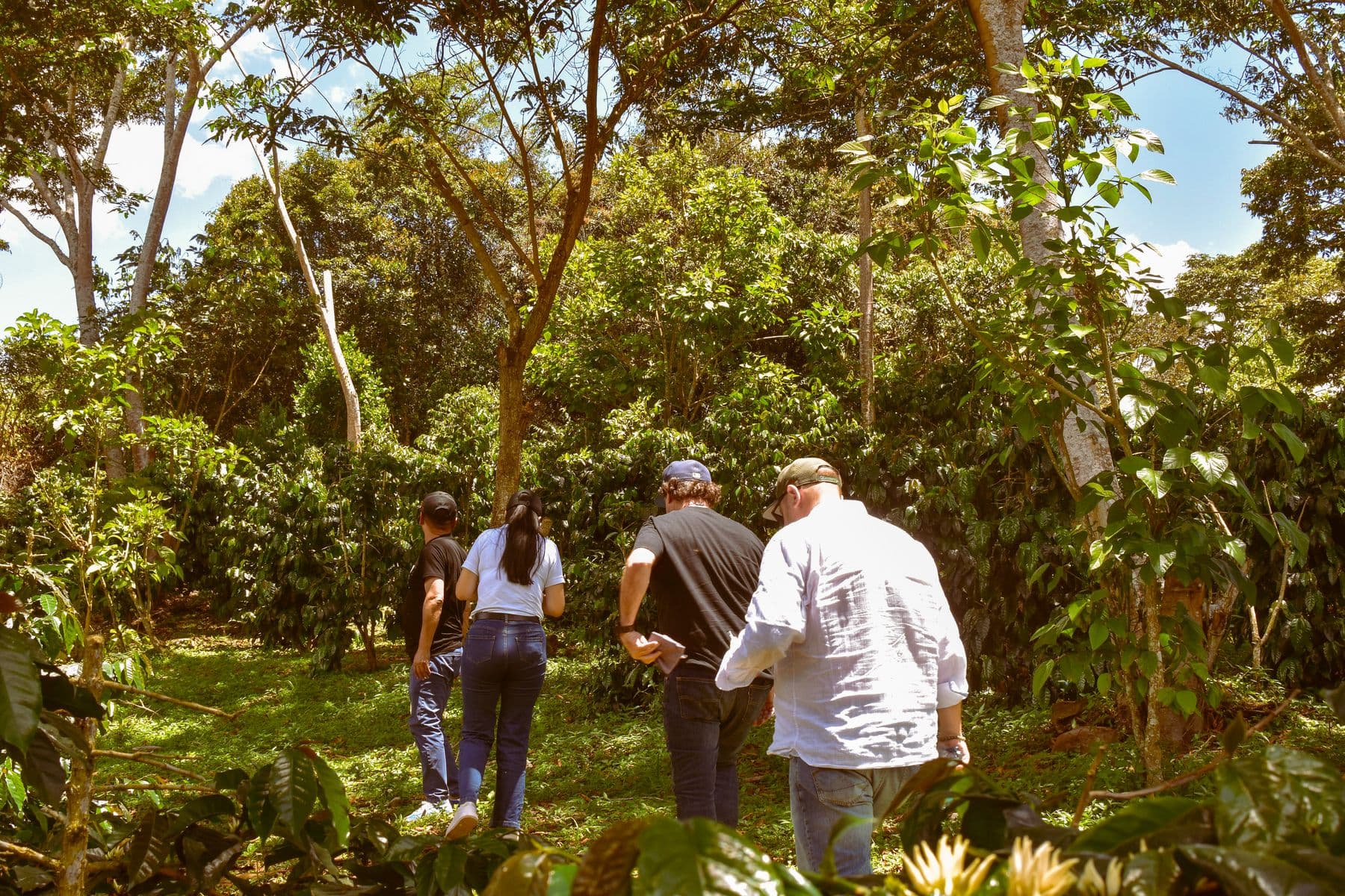 Recorriendo la finca de café en Amazonas